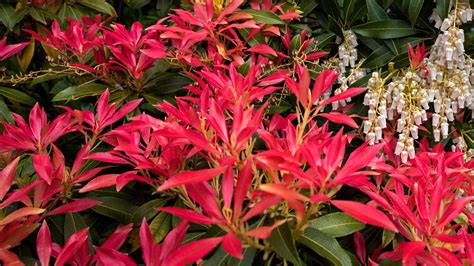 Pieris care and growing guide – expert tips on how to…