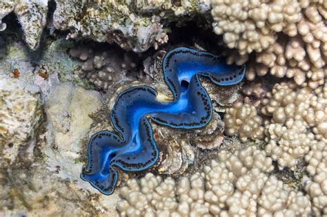 Tridacna maxima • Mollusc Page