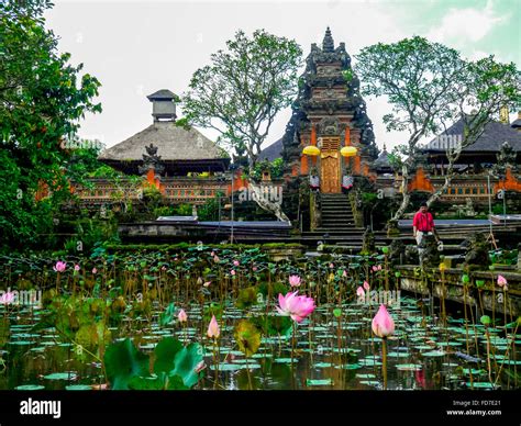 Lotus flower, lotus flower (Nelumbo nucifera), Temple Pura Taman Saraswati, Ubud, Bali ...