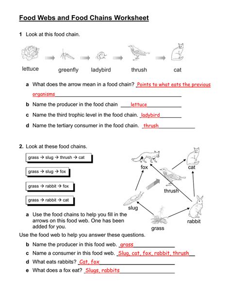 Food Chain Worksheet Pdf – Owhentheyanks.com