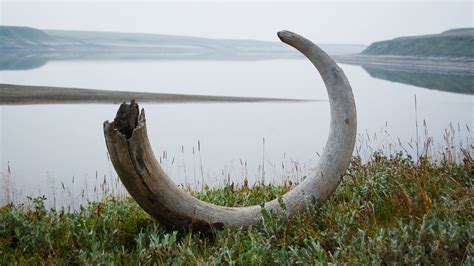 Woolly Mammoths' Taste For Flowers May Have Been Their Undoing : The ...