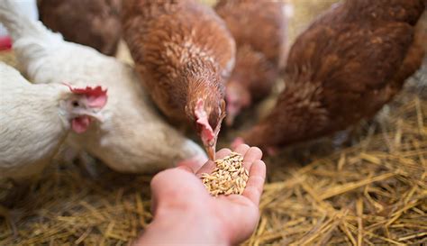 Your Chicken Feeding Guide - Hobby Farms