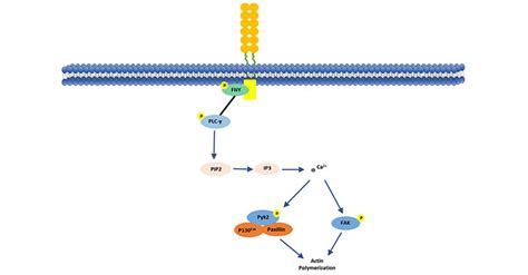 CD146, A Powerful Tumor Marker-CUSABIO