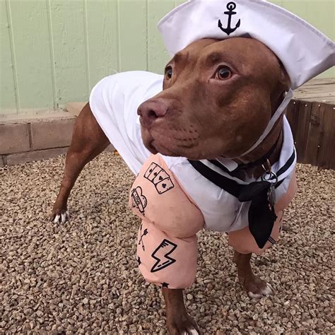 21 Pictures That Prove Pit Bulls Are Even Cuter on Halloween | Pitbull ...