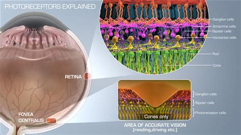 Image Gallery - Scientific Animations