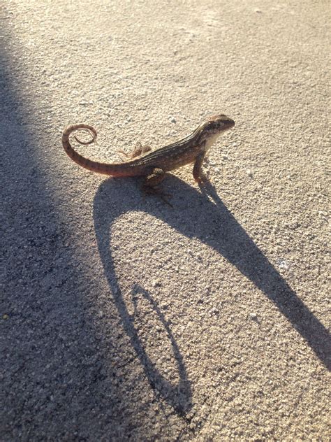 Curly Tail Lizard -florida beaches | Animaux