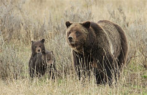 Ending The Protection Of Grizzly Bears | Earth Wise