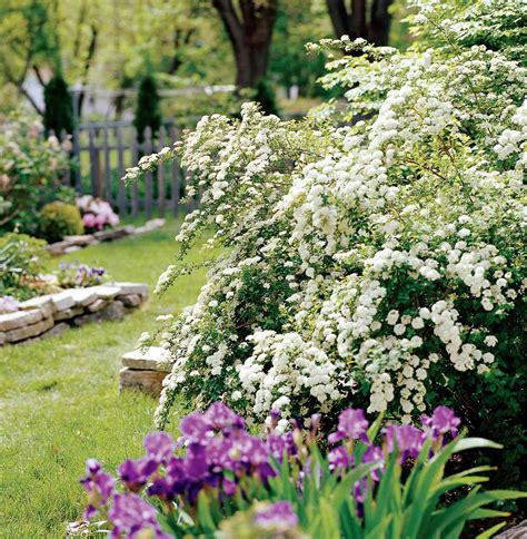 18 Best Spring-Flowering Shrubs | Better Homes & Gardens