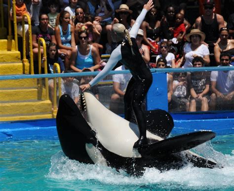 Miami Seaquarium Whale Lolita Dies After 53 Years in Captivity | Miami ...