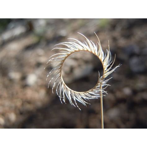 Blue Grama Grass Seeds