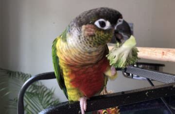 Green Cheek Conure Care | Best Parrot Toys