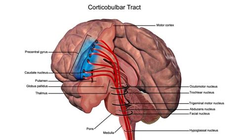 Somatic Nervous System - Definition, Function and Examples