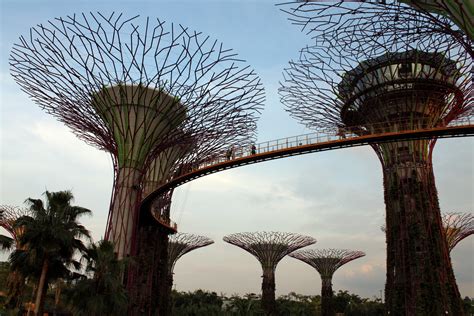 Singapore Sky Tree Free Stock Photo - Public Domain Pictures