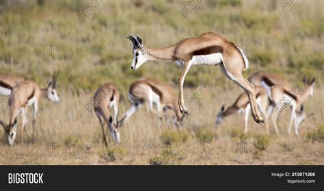 Springbok Herd Image & Photo (Free Trial) | Bigstock