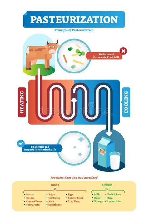 Pasteurization Vector Illustration. Process and Products Examples ...