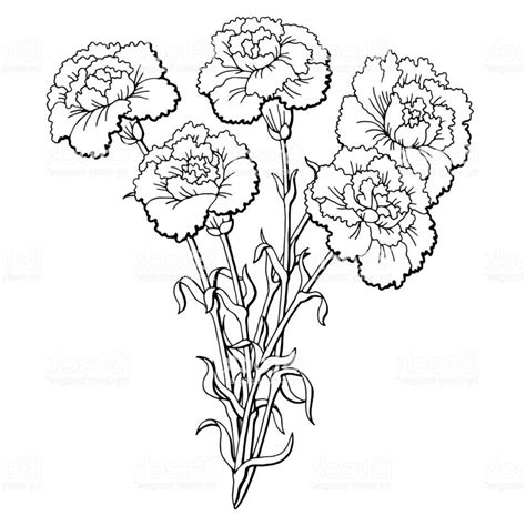 Carnation Line Drawing at PaintingValley.com | Explore collection of ...