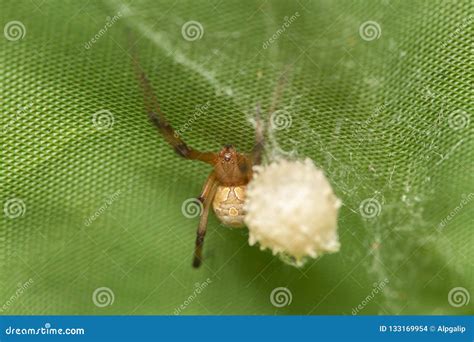 Brown Widow Spider Make Sac for Its Eggs Stock Photo - Image of plant ...