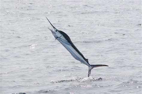 File:White Marlin in North Carolina 1394318584.jpg - Wikimedia Commons