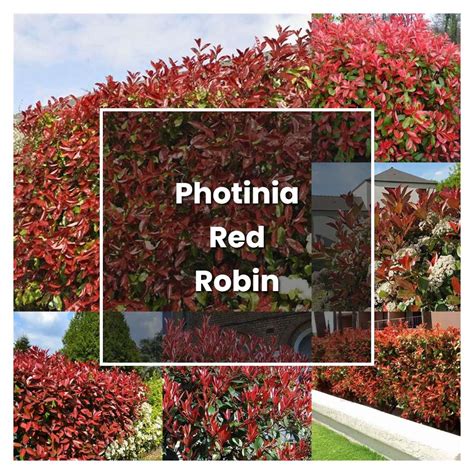 How to Grow Photinia Red Robin - Plant Care & Tips | NorwichGardener