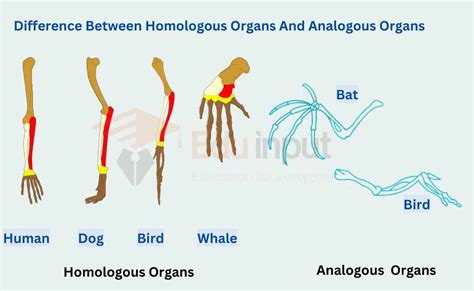 Difference Between Homologous Organs And Analogous Organs