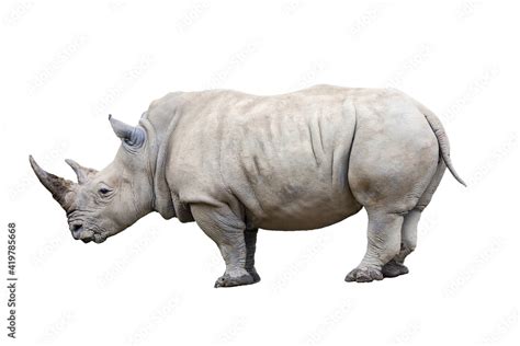 Rhino rhinoceros standing side view isolated on white background. Stock Photo | Adobe Stock