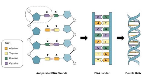 DNA Structure Diagram | Quizlet