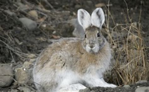 Snowshoe Hare - Adaptations