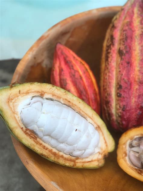 Cacao - Buy Cacao online from Miami Fruit