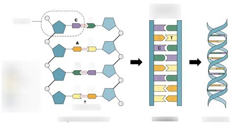 Deoxyribose Function