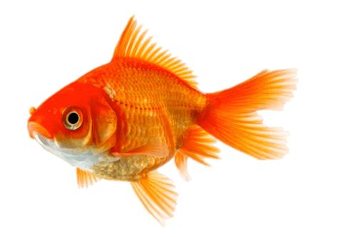 Goldfish PNG transparent image download, size: 670x472px