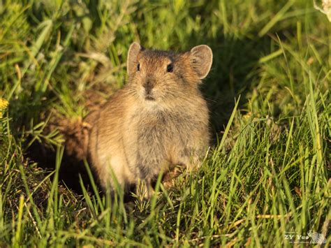 A plateau pika or black-lipped pika (Ochotona curzoniae) | Flickr