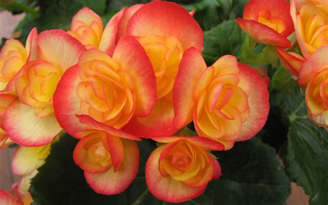 Orange Begonias Wallpapers - Wallpaper Cave