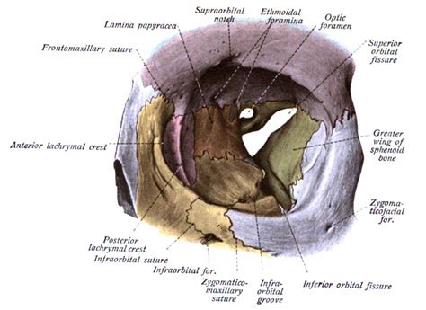 Anatomy, Head and Neck, Orbit Article