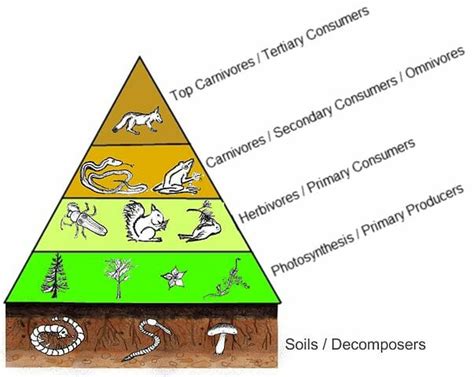 Primary Consumer - Definition and Examples | Biology Dictionary