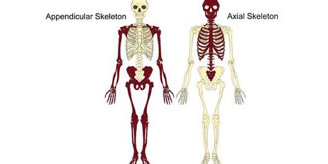 💄 How many bones in axial and appendicular skeleton. How many bones are ...