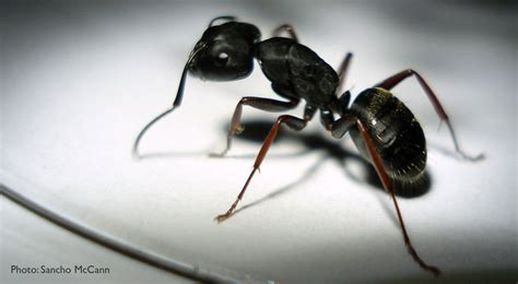 black ants vs carpenter ants