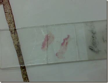 Histology Slides Database: loose connective tissue staining on glass slide