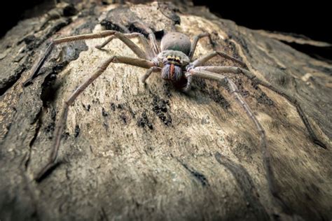 This giant spider actually exists - Australian Geographic