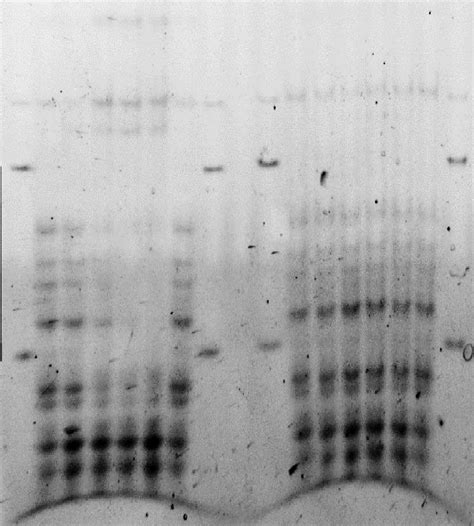 DNase I footprinting assay for confirmation of triplex formation. 5... | Download Scientific Diagram