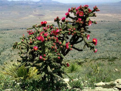 Cylindropuntia imbricata (Tree Cholla) - World of Succulents