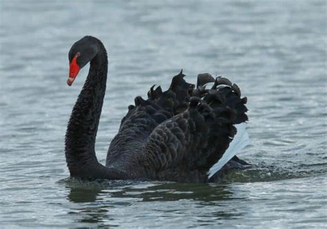 Black Swan Symbolism (Spiritual Meanings & Interpretation)