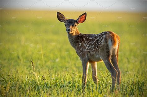 Young cute baby red deer, cervus | High-Quality Animal Stock Photos ~ Creative Market