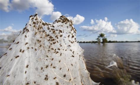 Reports: Millions of Spiders Rain From the Sky In Australia, Covering Houses and Fields In Webs