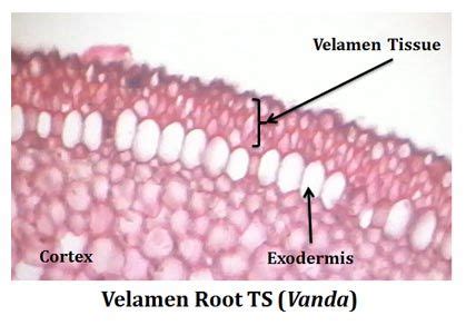 Velamen Tissue Plant Tissue, Biology Lessons, Cross Section, Anatomy, Hair Accessories, Science ...