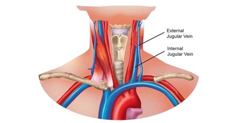 Internal Jugular Vein: Anatomy, Function, And Significance, 45% OFF