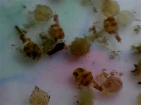 Dwarf Puffer 18 (Fry of Dwarf Puffer-7)(Breeding tank B) - YouTube