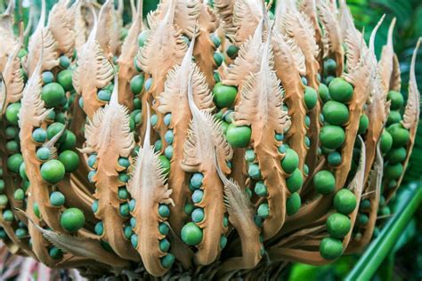 Cycad on Hamilton Island, Great barrier reef, Australia. | Weird plants ...