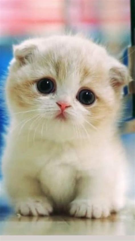 Cute Cat Images Gallery