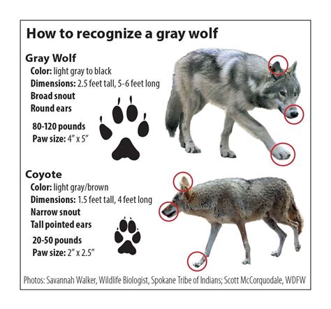 Coyote Wolf Hybrid Black