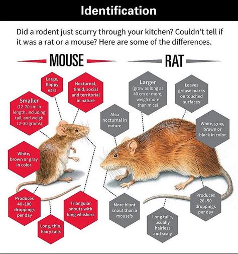 Ratón contra rata | Differbetween